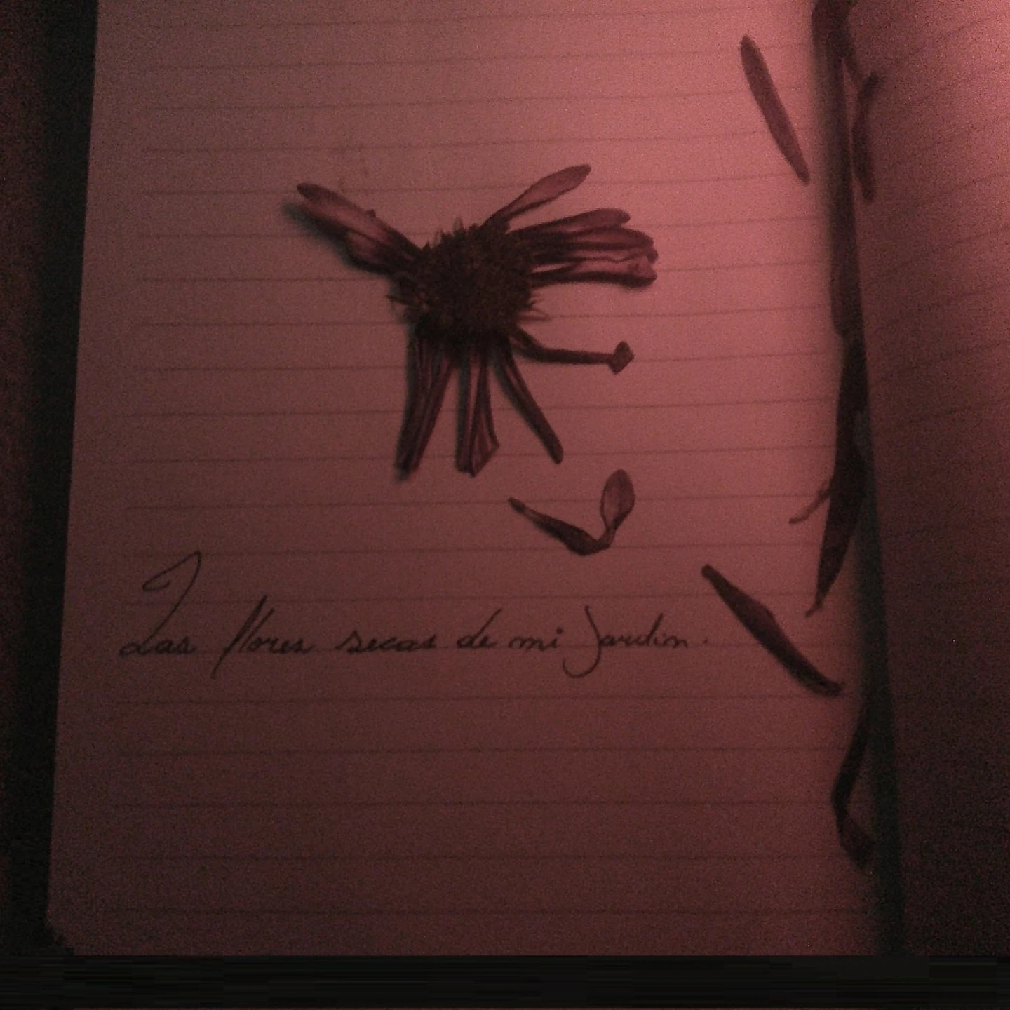 Portada de «Las flores secas de mi jardín», de todo va a mejorar.